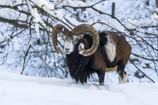 European mouflon (Ovis ammon musimon), Aries stands in the snow, captive, Saxony, Germany