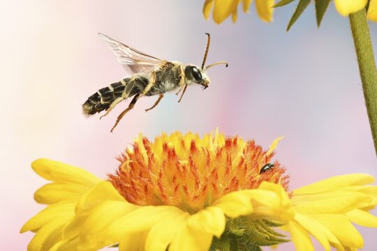 Six-banded furrow bee (Halictus sexcinctus) in flight at the flower of a Blanket flower (Gaillardia), Germany