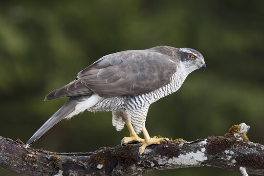 Northern Goshawk (Accipiter gentilis), Stubai Valley, Tyrol, Austria