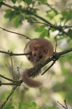 Edible dormouse or fat dormouse (Glis glis) perched on branches of a tree, Solms, Hesse, Germany, Europe