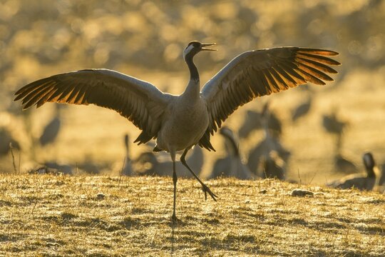 01_ (grus grus) courtship with flapping wings, dance of the cranes, V&auml;sterg&ouml;tland, Sweden