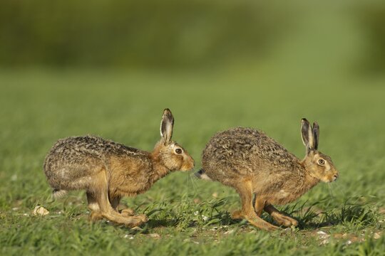 Brown hare (Lepus europaeus) two adult animals running in a farmland cereal field in springtime with a male chasing a female, Norfolk, England United Kingdom