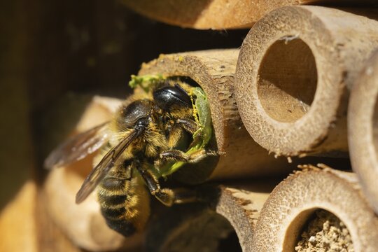 Leafcutter bee (Megachile willughbiella) adult insect filling a hole with a leaf in a garden bee hotel, Suffolk, England, United Kingdom