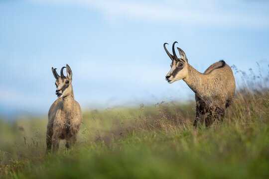 Two Chamoises ( Rupicapra rupicapra) stand in a meadow, Vosges, France