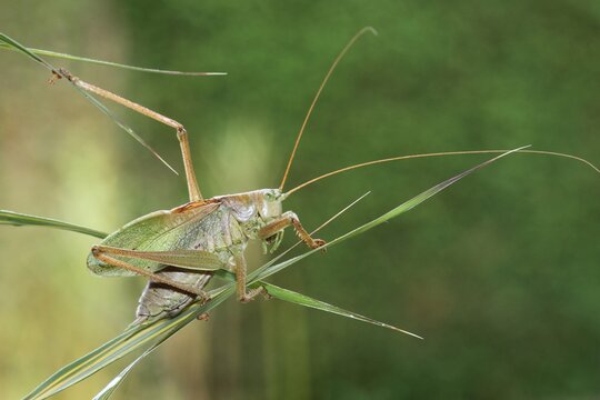 Great Green Bush-Cricket (Tettigonia viridissima), Hungary, Europe