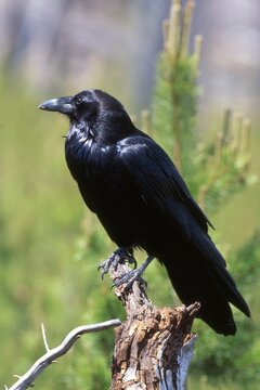 Common Raven (Corvus corax), Yellowstone National Park, Wyoming, USA, North America