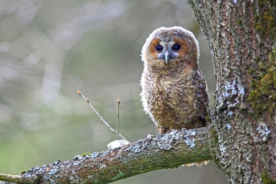 Young Tawny Owl or Brown Owl (Strix aluco) perched on a tree, Westerwald, Solms, Lahn-Dill Kreis, Hesse, Germany