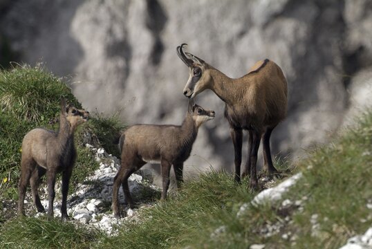 Chamois (Rupicapra rupicapra), Kelberg, Karwendel Range, Tyrol, Austria, Europe