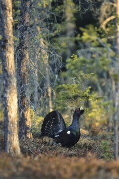 Capercaillie (Tetrao urogallus), Wood Grouse, Western Capercaillie, displaying courtship, Sweden, Europe