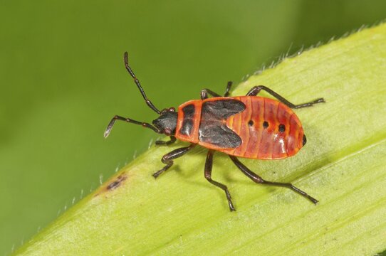 Firebug (Pyrrhocoris apterus) in the last larval stage, Baden-W&uuml;rttemberg, Germany
