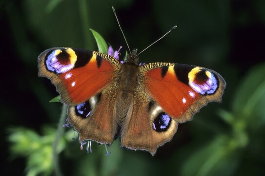 Peacock Butterfly (Inachis io) drinking nectar