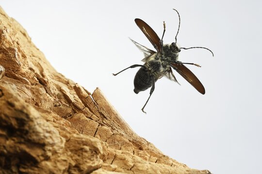 Old-house borer (Hylotrupes bajulus), in flight, Germany