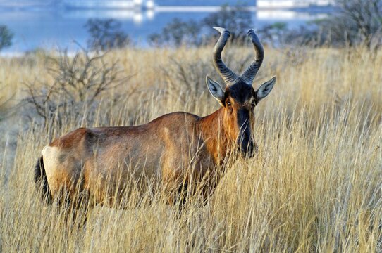 Topi (Damaliscus korrigum), Spioenkop Nature Reserve, Kwazulu-Natal, South Africa, Africa