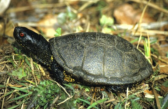 European pond terrapin, Emys orbicularis, male, taking a sun bath