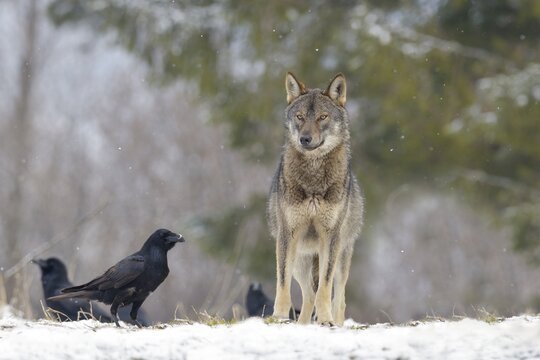 Eurasian Wolf (Canis lupus lupus) on a clearing in winter, Forest Carpathians, Carpathians, Poland