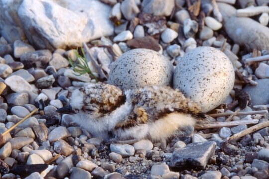 Little Ringed Plover (Charadrius dubius) two eggs and one hatched chick, upper Isar River, Bavaria, Germany