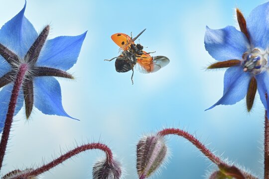 Seven spott ladybird (Coccinella septempunctata) flies to flower of a borage (Borago officinalis) plant, Germany