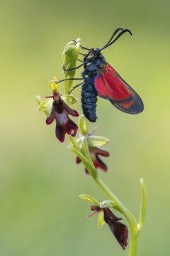 Fly orchid (Ophrys insectifera) with blood droplet (Zygaena filipendulae), orchid, moth, Leutra Valley, Germany