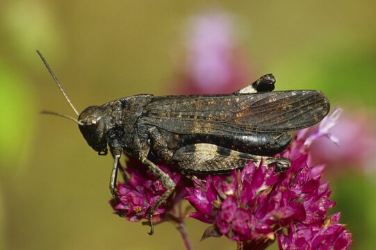 Psophus stridulus, male