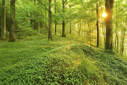 Light-flooded deciduous forest in the warm light of the morning sun, sun shines, beech and maple, Thuringian Slate Mountains, near Bad Lobenstein, Thuringia, Germany