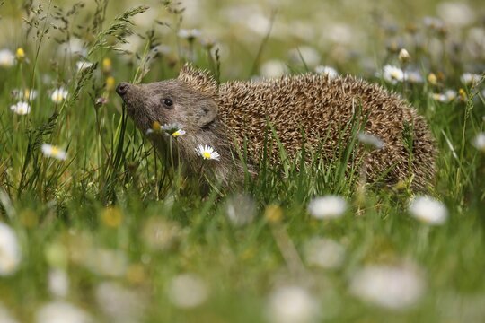Hedgehog (Erinaceus europaeus) in a meadow, wildlife, Burgenland, Austria