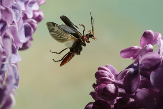 Soldier Beetle (Cantharis fusca)