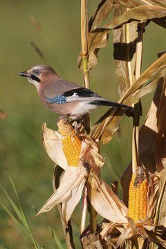 Eurasian Jay (Garrulus glandarius) on a corn cob, Allgaeu, Bavaria, Germany, Europe
