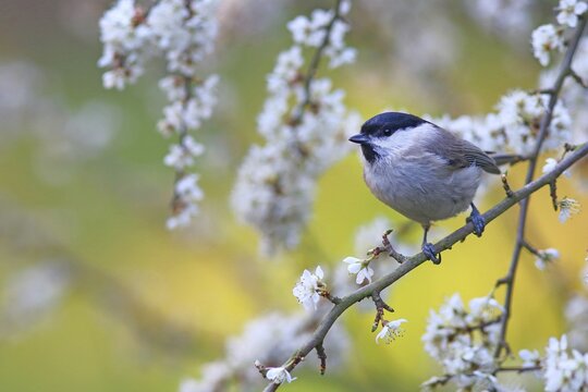 Marsh tit (Parus palustris) on flowering hawthorn branch, Solms, Hesse, Germany