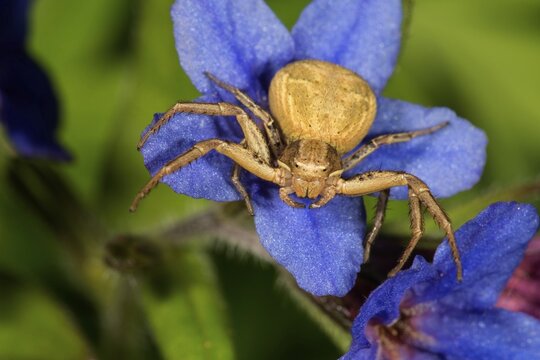 Crab spider (Xystus cristatus), female in catching position on flowering purple gromwell (Lithodora diffusa), Baden-W&uuml;rttemberg, Germany