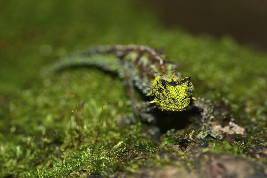 Iaraka River Leaf Chameleon (Brookesia vadoni), male in the rainforests of Marojejy National Park, Madagascar