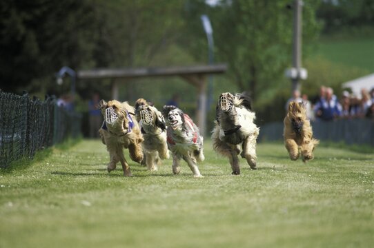 Running greyhounds