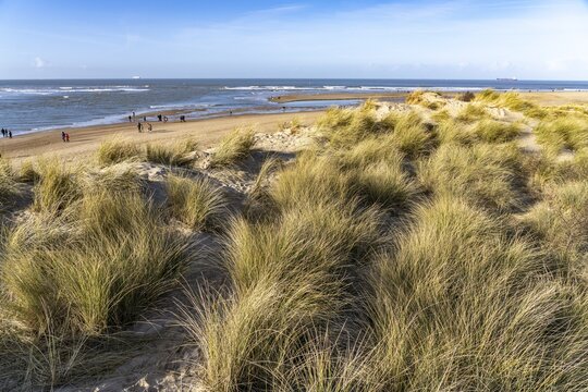 Beach of the nature reserve Het Zwin at the North Sea between Belgium and the Netherlands
