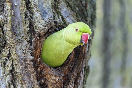 Rose-ringed parakeet (Psittacula krameri) looking out of its breeding den, wildlife, Germany