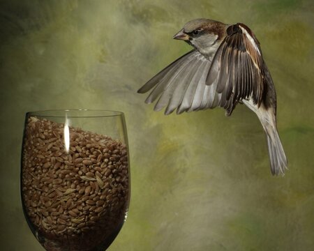 English- or House Sparrow (Passer domesticus), male
