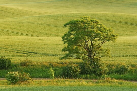 Hilly landscape in the evening light, green fields in spring, rolling hills, Black locust (Robinia pseudoacacia) on the field path, near Wettin, Lower Saale Valley nature park Park, Saale District, Saxony-Anhalt, Germany