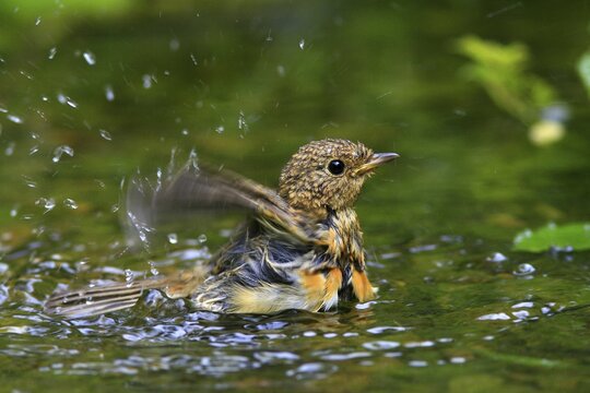 Young European Robin (Erithacus rubecula) bathing in a stream