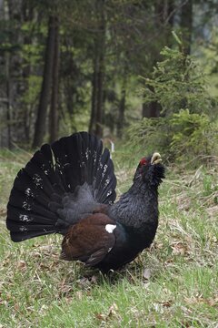 Wood Grouse (Tetrao urogallus), Aschau, Wimm, Brandenberg, North Tyrol, Austria, Europe