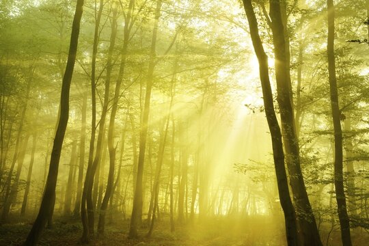 Light-flooded deciduous forest of oaks and beeches, sun shines through fog, near Freyburg, Burgenlandkreis, Saxony-Anhalt, Germany