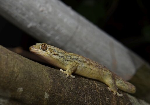 fish scale gecko (Geckolepis maculata), dry forests of Kirindy, West Madagascar, Madakascar