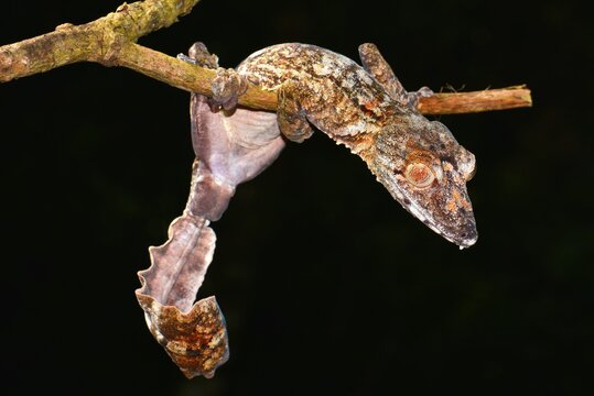 Leaf-tailed Gecko (Uroplatus giganteaus), Nord-Madagaskar, Madagascar