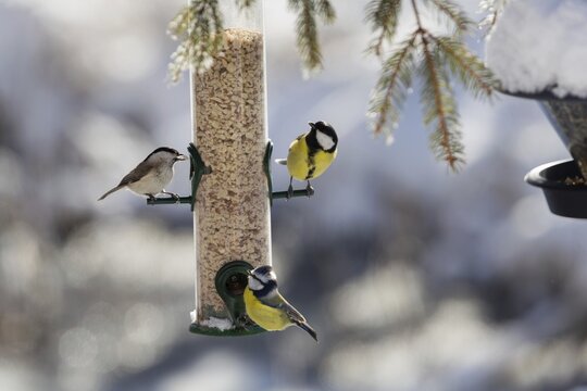 Tits at feeding place in winter Marsh tit (Parus palustris) Great tit (Parus major) Blue tit (Cyanistes caeruleus) Bavaria, Germany