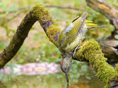 European green woodpecker (Picus viridis), young bird hanging from a tree trunk and drinking in shallow water, Solms, Hesse, Germany