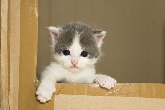 Kitten looking couriously out of a carboard box