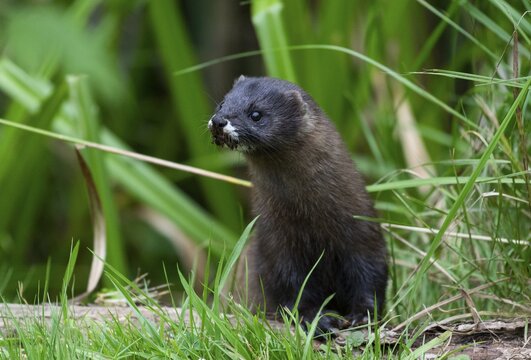 European mink (Mustela lutreola), captive, Germany