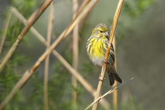 European Serin (Carduelis chloris), female, sitting on a branch, Schwaz, Tyrol, Austria