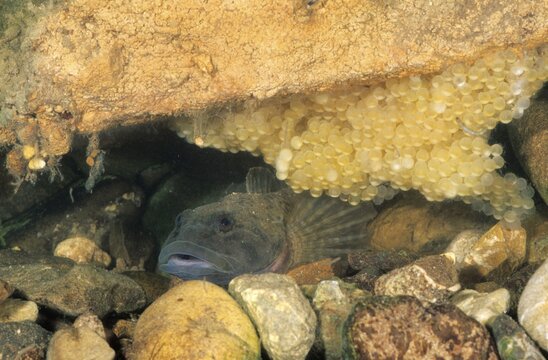 European bullhead (cottus gobio), male guarding eggs, Allgaeu region, Germany, Europe