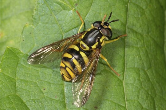 Verrall's Chrysotoxum veralli (Chrysotoxum veralli), female on sheet, Baden-W&uuml;rttemberg, Germany