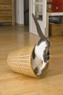 Kitten playing, jumping into wastepaper basket