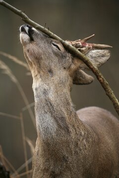 Roe deer buck (Capreolus capreolus), with velvet shreds, removing the velvet and marking