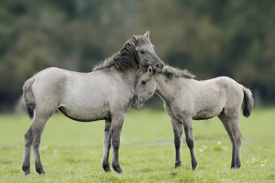 D&uuml;lmen wild horse with foal, Merfelder Bruch, D&uuml;lmen, North Rhine-Westphalia, Germany